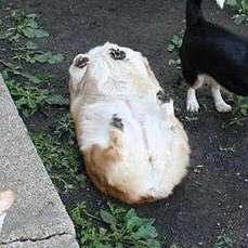 犬好き必見！コーギーが可愛いのは顔やおしりだけじゃないぞ！