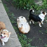 犬好き必見!コーギーが可愛いのは顔やおしりだけじゃないぞ!