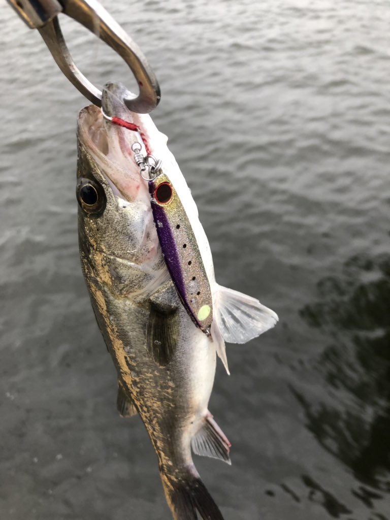ちかもり 今日の四日市シーバス 岸壁ジギング2回目で爆釣 7キャッチ5バラシでした 単調な釣りだと思いがちですが ジグのカラーでも全然アタリが違うので 奥が深い釣り方です Cz30 ゼッタイ コアマン