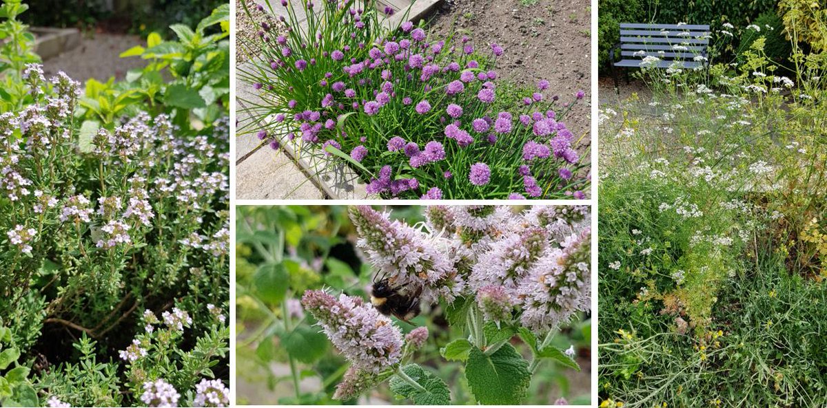 JaneCStout's tweet photo. People of Ireland! Want to do something to help bees and other pollinators, but not sure what to do? Check out @CampusBuzzTCD for some dos and don'ts...
https://t.co/mNkp9DWctC https://t.co/tSEiG2BIIe