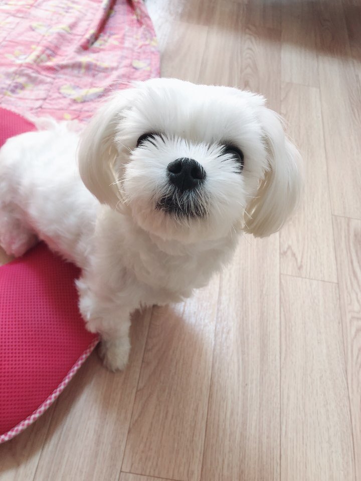 GBTchanwoong's tweet photo. task9 #GBTWriting 
When I prepare snack for my dog and said "puppy here is some snack", and then my dog wake up immediately and rush to me. I love my dog and I really hope that my dog live as long as possible. How cute he is! 🐶 https://t.co/zrVrKTQEL9