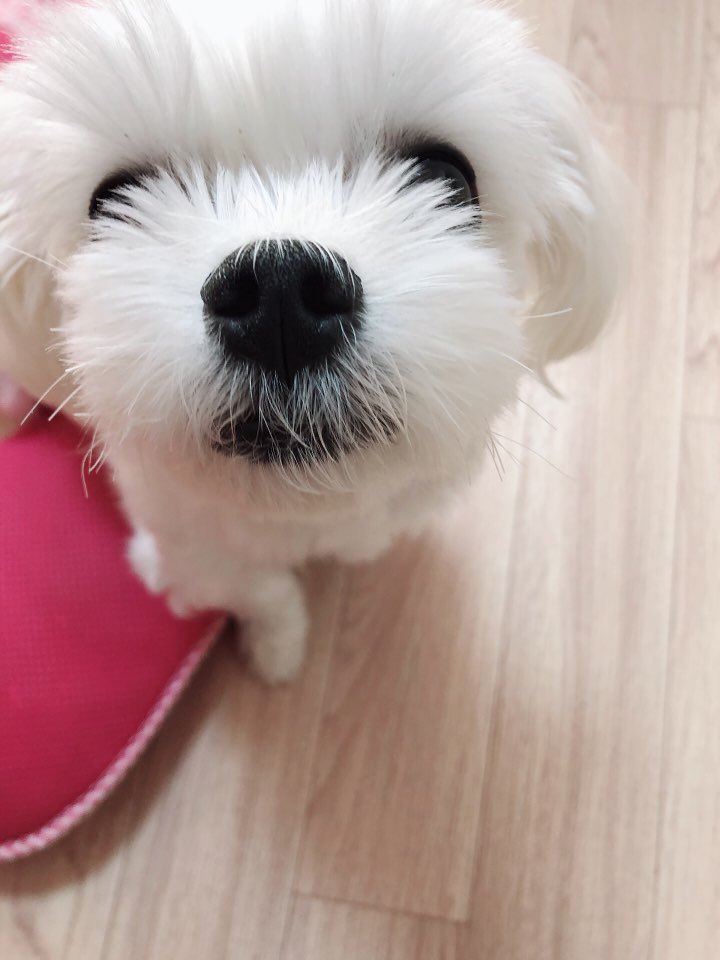 GBTchanwoong's tweet photo. task9 #GBTWriting 
When I prepare snack for my dog and said "puppy here is some snack", and then my dog wake up immediately and rush to me. I love my dog and I really hope that my dog live as long as possible. How cute he is! 🐶 https://t.co/zrVrKTQEL9