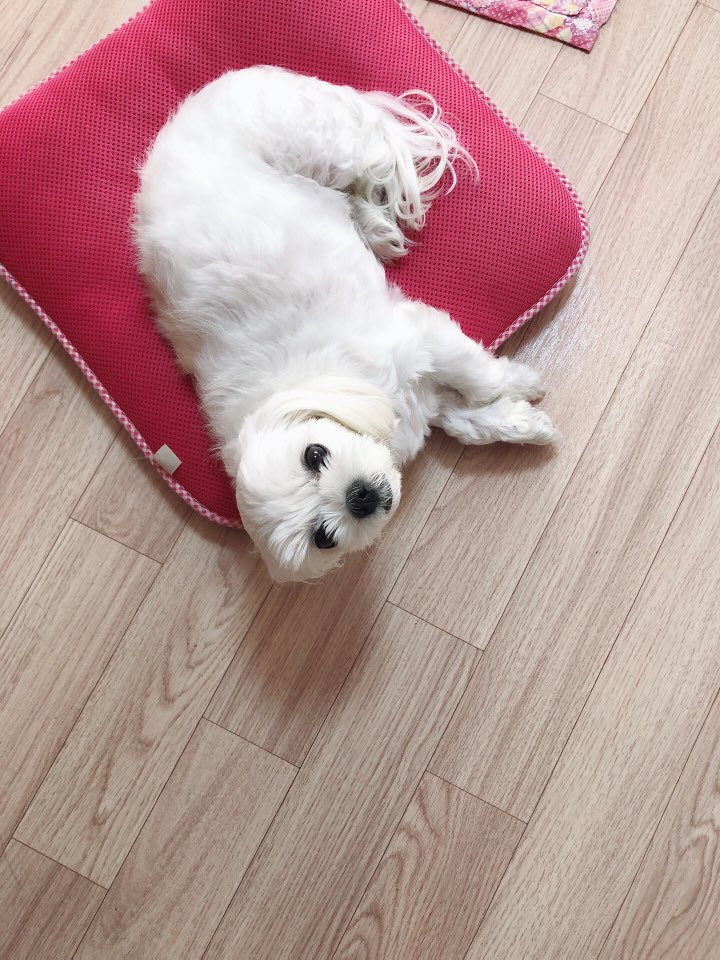 GBTchanwoong's tweet photo. task9 #GBTWriting 
When I prepare snack for my dog and said "puppy here is some snack", and then my dog wake up immediately and rush to me. I love my dog and I really hope that my dog live as long as possible. How cute he is! 🐶 https://t.co/zrVrKTQEL9
