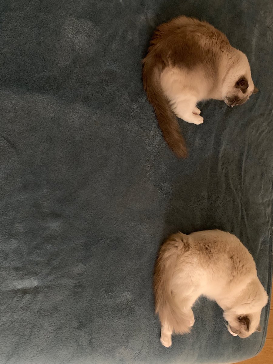 margotisoldemia's tweet photo. #Paminathecat and #Zeldathecat together again 😻😻 https://t.co/Ehaeis6pNB