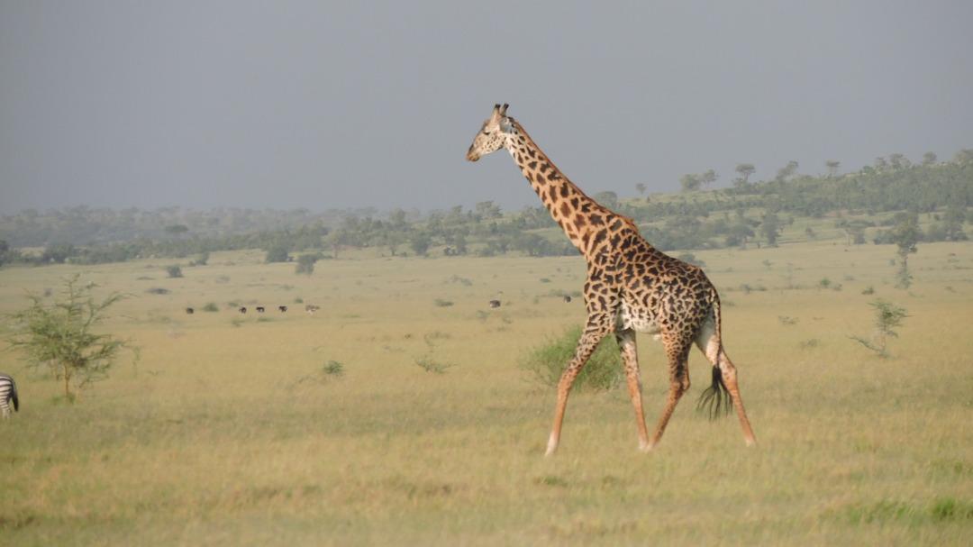 StarMount Safaris tweet media