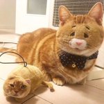 【にゃんこ】顔入れ替えアプリで愛しき事態に