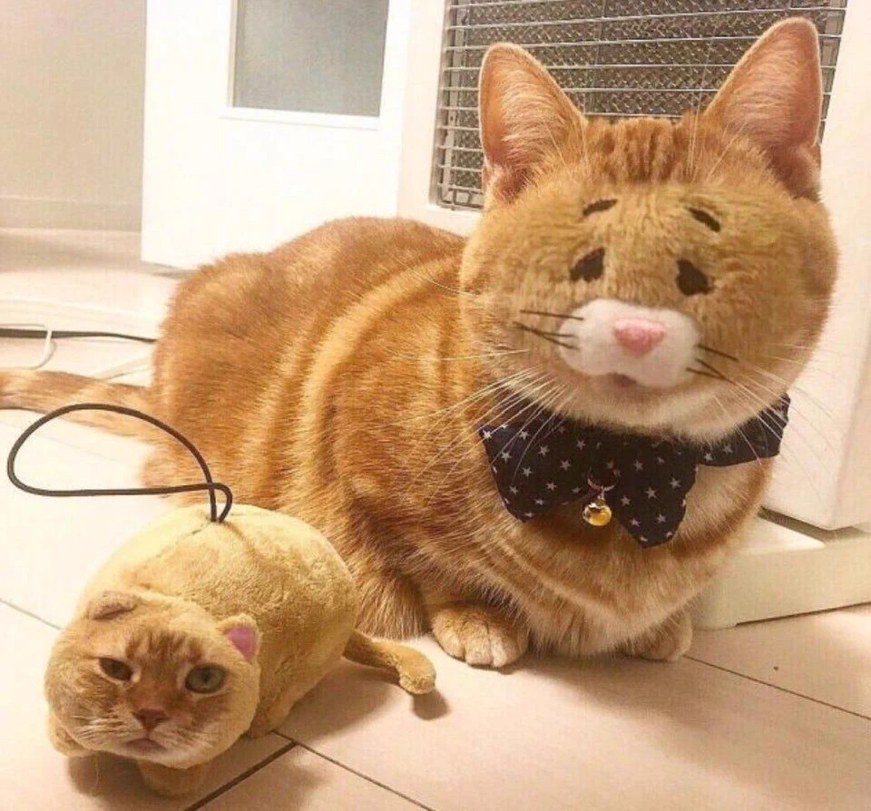 【にゃんこ】顔入れ替えアプリで愛しき事態に