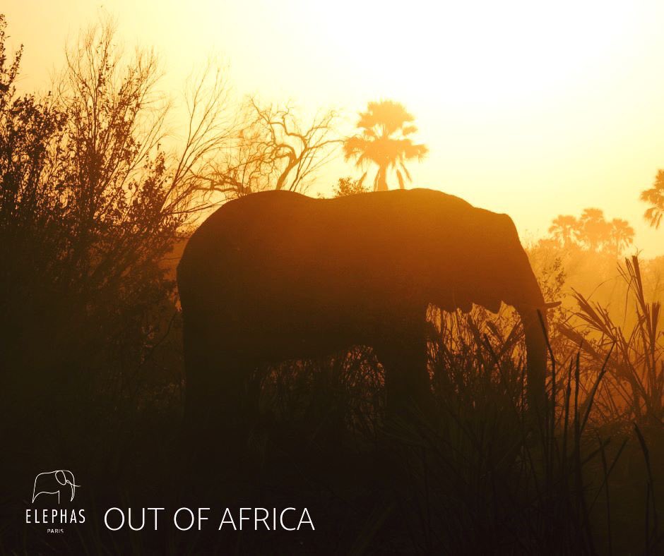 ElephasParis's tweet photo. #OutOfAfrica
Protecting elephants means habitats need to be safe and communities around them have to thrive economically. ELEPHAS®  products come straight out of Africa, helping achieve both these criteria. 🐘🌳🐘🌳🐘🌳 https://t.co/5kLd6FDjPG
