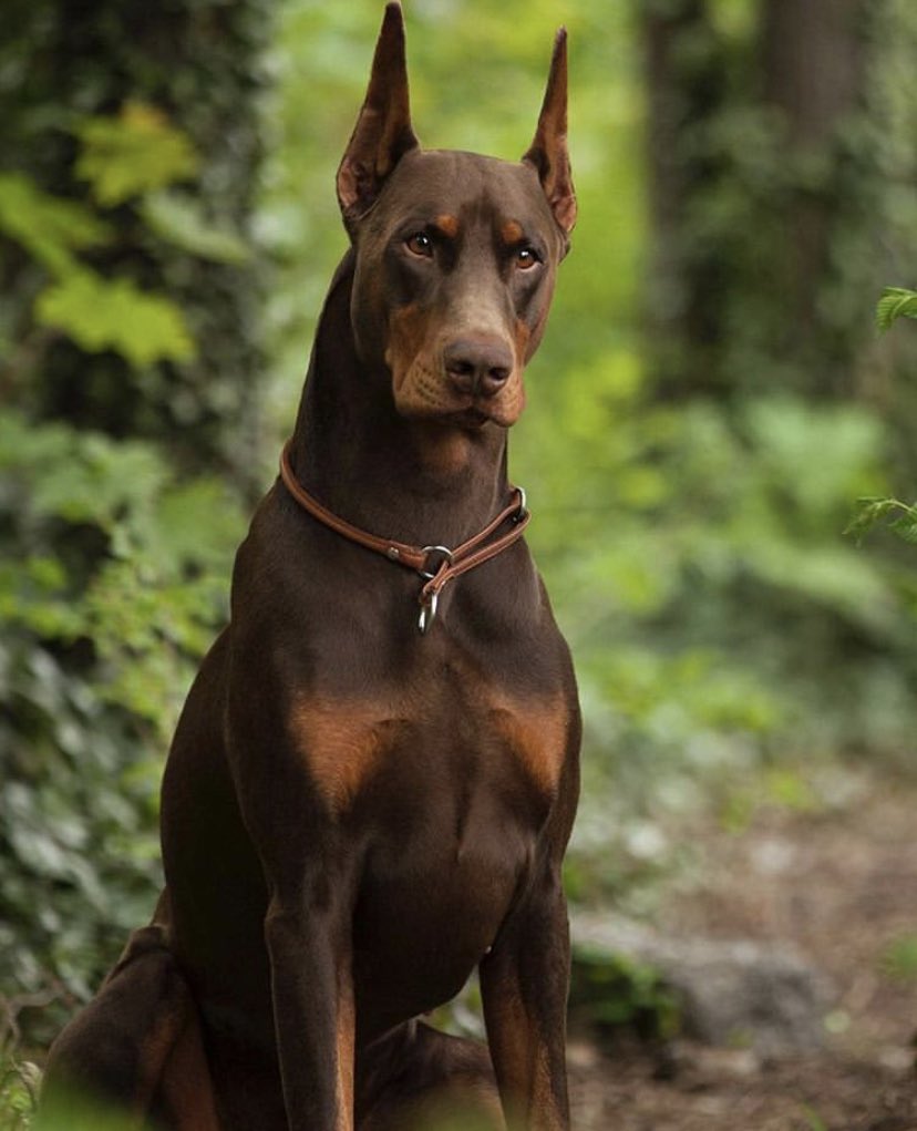 Dobaman Red Doberman Images Stock Photos Vectors Shutterstock