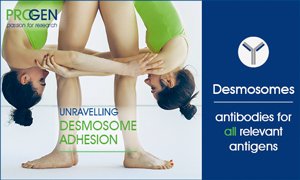 Progen_Biotech's tweet image. Unravelling desmosome adhesion! PROGEN offers a comprehensive #antibody portfolio for all #desmosome #proteins. Suitable for characterization of #cell-to-cell #junction structures, #tissue #regeneration, #cell #proliferation &amp;amp; differentiation. - mailchi.mp/progen.com/des…