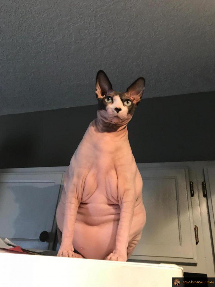 Drole De Marmotte Chat Obese Et Imberbe T Co N0ewhddncl Wtf Imberbe Chat Obese Drole De Marmotte Chat Obese Et Imberbe T Co N0ewhddncl Wtf Imberbe Chat Obese