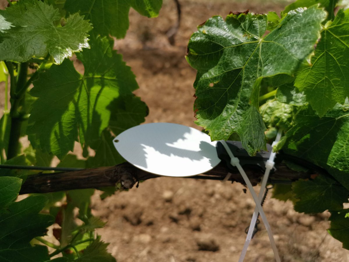 MasNumerique's tweet photo. Piloter plus précisément les interventions phyto sur une parcelle biocontrôle avec des #capteurs d'humectation foliaire. Merci @Agriscope ! Un bon complément de la station météo et du modèle oidium mildiou ! https://t.co/UT7ZHQPJiC