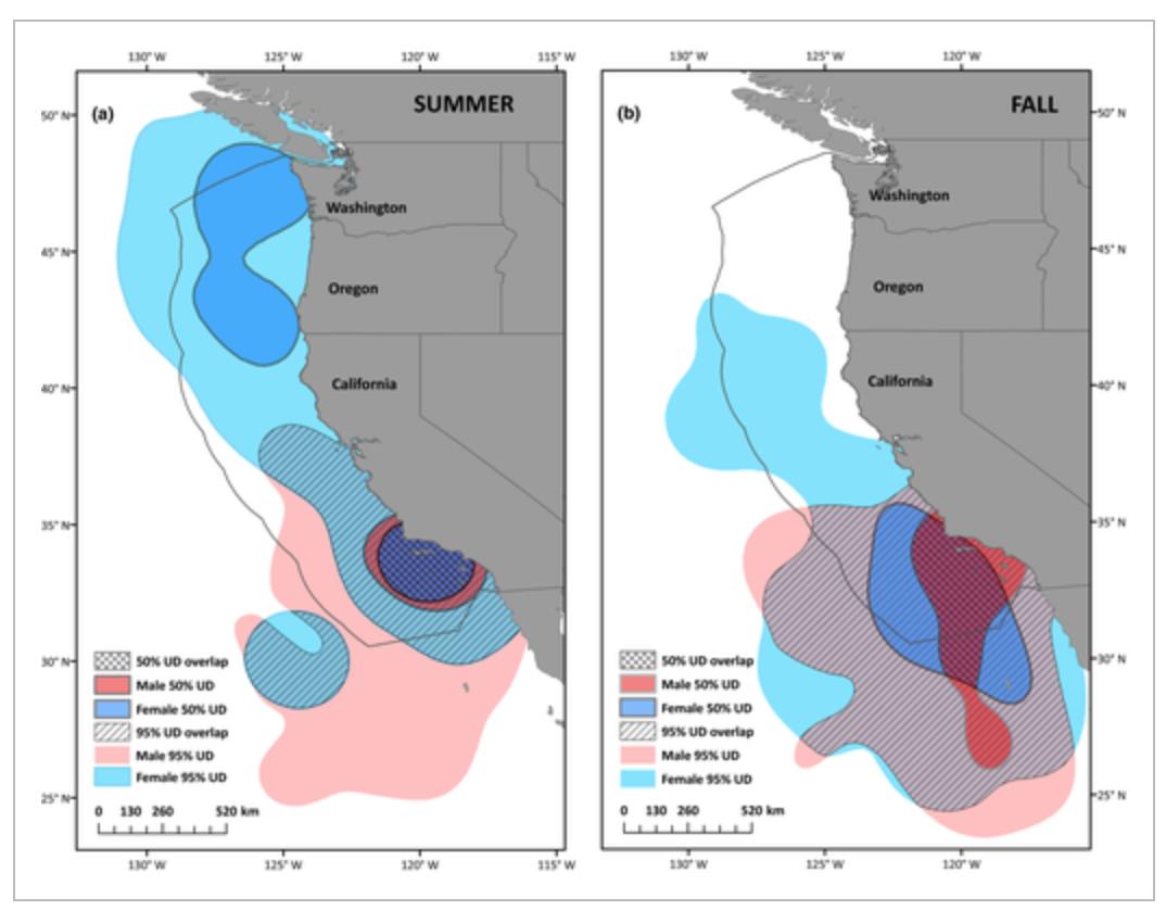 KylieScales's tweet photo. In contrast to that headline you saw about women working better in warm rooms, it seems that lady #sharks like the cold.

New #OA paper - Seasonal spatial segregation in blue sharks by sex and size class 
 https://t.co/xdLOuFYsJh 
#dynamicoceanmanagement #animaltracking https://t.co/JM9BrHA0yh