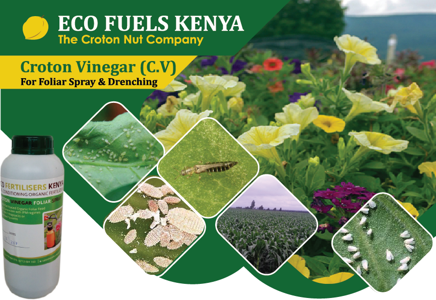 EcofixK's tweet photo. Our Organic, Croton Vinegar,promotes shoot system when applied as a Foliar spray & root system when Drenched.The product is best recommended 4 controlling horticultural insects like Thrips,White-flies, Aphids,Mealybugs etc.Join us in #BetterFarming 4 #BetterYeild & #BetterQuality https://t.co/1n60v1kaOo