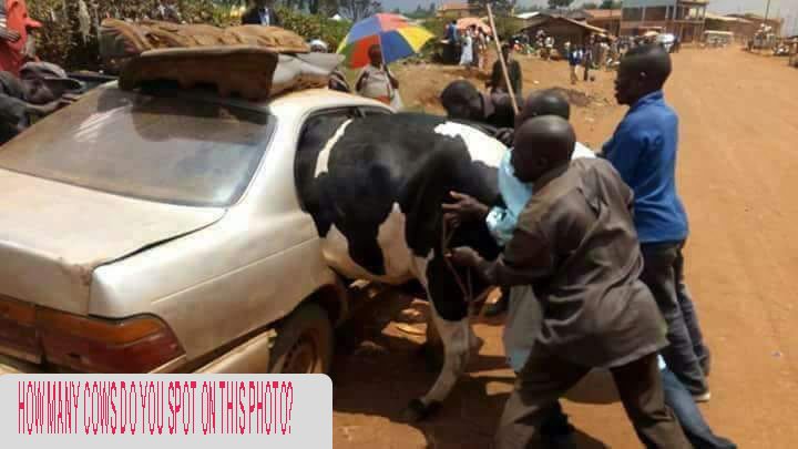 vodpgj's tweet photo. How many cows can you spot on this photo? #Opticaltest #TuesdayThoughts #TuesdayMorning MORE COWS https://t.co/xbmox5UYsl