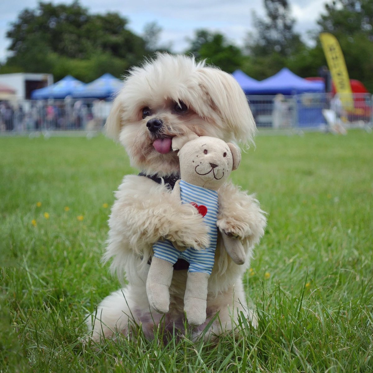 Cuddling my teddy bear at <a href="/Allaboutdogssho/">All About Dogs Show</a> Hylands Park 😍 #cute