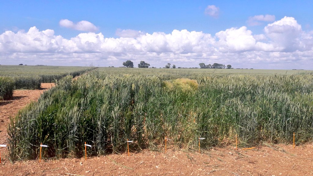 semaeOuest's tweet photo. Stage "Maintenir ses compétences pour bien réaliser l'inspection des parcelles de #Céréales en production de #Semences" aujourd'hui sur le site d'Aigrefeuille-d'Aunis en @departement17
Un stage organisé par l'#ASFIS sur une plateforme semée par @TerreAtlantique
Merci à eux 🙏 https://t.co/bSEVEtbEUv