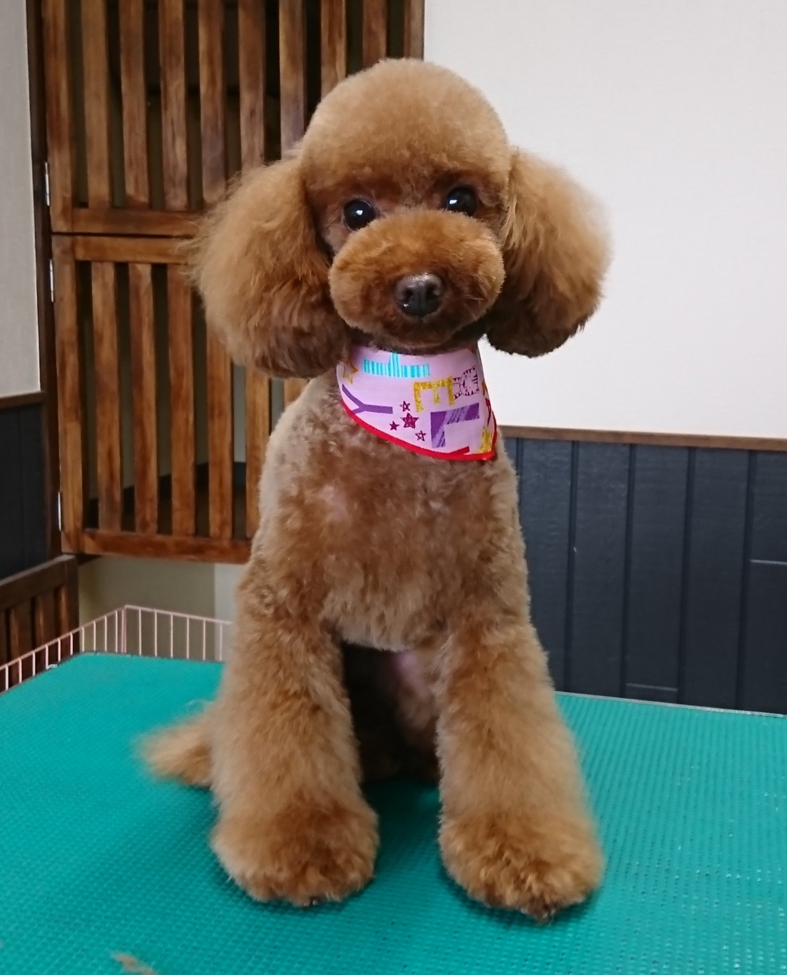 Ri Dsm トイプードルのチビちゃん トイプードル プードル ピーナッツカット 津市トリミング 津市ドッグサロン 津市 Toypoodle Poodle Trimming T Co Zgeygv8lxj Twitter
