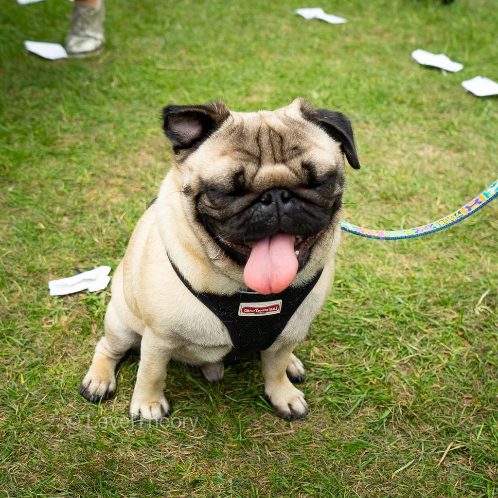 LevelTheory's tweet photo. This pooch was absolutely in heaven sitting downwind of all the BBQ meats, sausage rolls and biltong at the Tonbridge Food &amp; Drink Festival! Wonderful that dogs are allowed to this family friendly event. #tfdf19 #pug #dogsoftwitter https://t.co/daZ1aG7Yvx