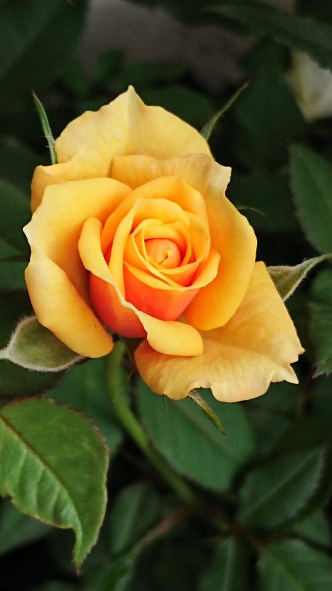 Kagejoya على تويتر 黄色の薔薇 花言葉は愛情の薄らぎ 友情 嫉妬 風水では黄色は金運をもたらす色 黄色は元気の出る色なのでポジティブに考えたい 薔薇 花言葉 黄色