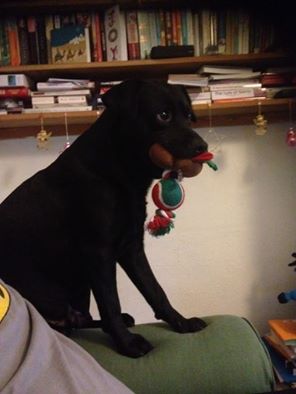 Like a lot of other Indy pubishers this week we've had a lot of returns from a big bookseller. If you are able please could you buy a book from our website bluemoosebooks.com or RT as the fridge is emptying fast. Many thanks, Kevin.