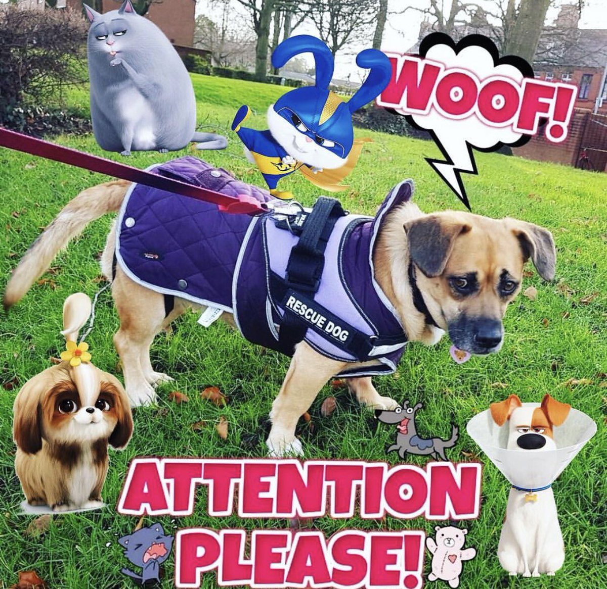 petzbe's tweet photo. We are so excited to announce that our wonderful community member Peanut the Rescue Dog won our #Petzbe #TheSecretLifeOfPets2 contest!💖✨What was his price? A personalized movie poster of HIM! Our very own supawwstar 😍😍⭐️⭐️🎬 https://t.co/eZO0JVFbq7