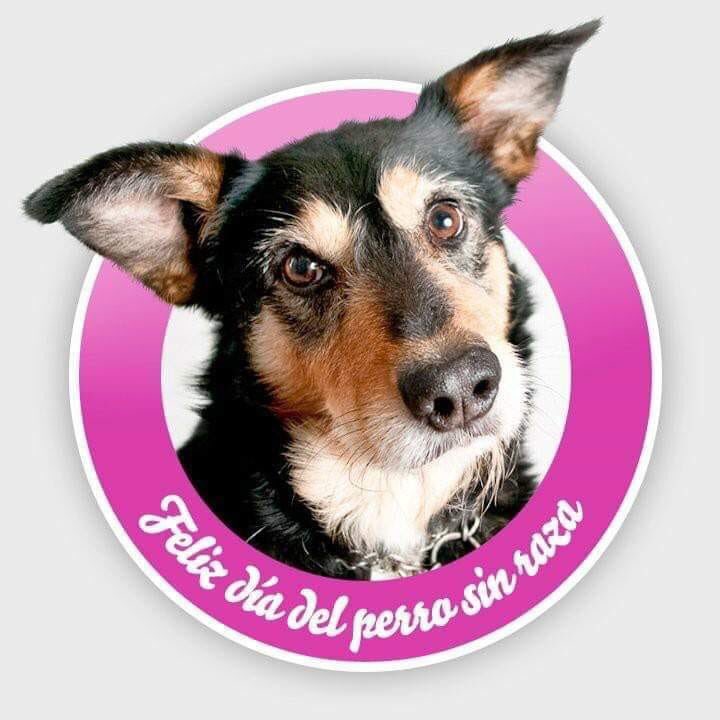 SabadellAdiestr's tweet photo. Por qué no importa ni el tamaño ni la raza, si no el amor que nos dan 😍
Tienes un peludin especial? 
Vente desde hoy al sábado, compra alguno de nuestros servicios o productos y llévate una súper sorpresa 🥰
Y si solo vienes a presentárnoslos tendrá un regalo de bienvenida ☺️ https://t.co/FYfhAyOmGl