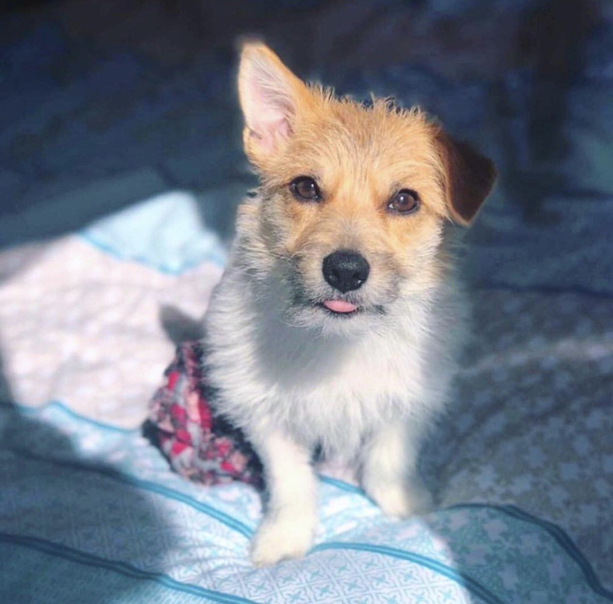 petzbe's tweet photo. It's Tuesday today, and you know what that means! 😍✨ Happy #TongueOutTuesday everypurrdy! Here's Bonnie, you can connect with her on #petzbe and many other #cuties 🥰💖 #LinkInBio 📲 https://t.co/Ja66sZKKOv