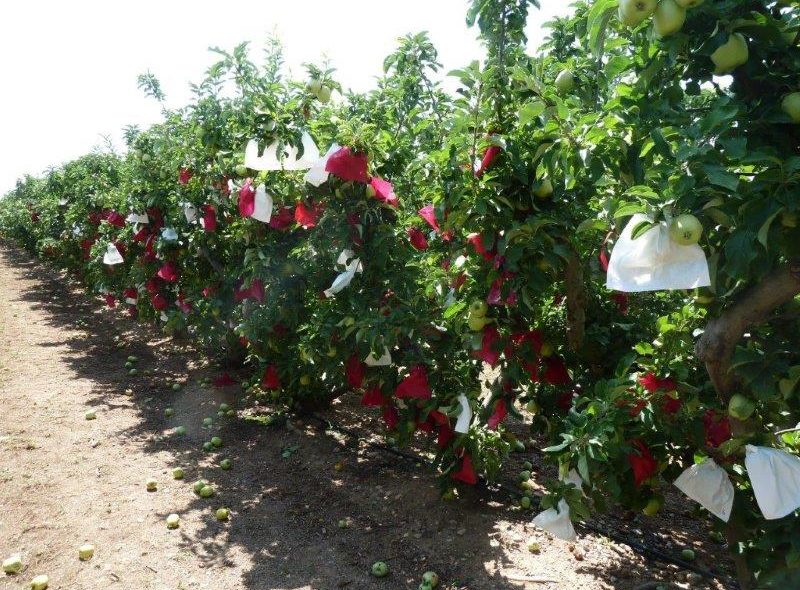 cultivagreen's tweet photo. El proyecto #LIFEMultibiosol desarrolla plásticos biodegradables viables y sostenibles para la #agricultura https://t.co/KMsXais0Q2 vía @CampoCyL https://t.co/UgnU2lcglp