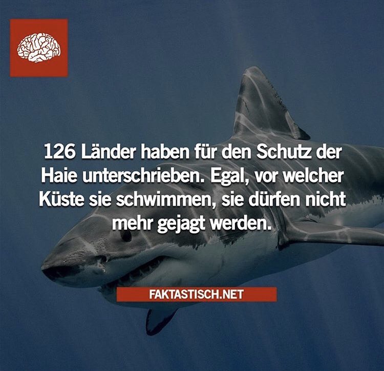 Rob_ausm_Osten's tweet image. Ein Schritt in die richtige Richtung! 👍🏼
@SeaShepherdDe @SharkprojectD @sharkangels @StopFinningDE  
#SeaShepherd #sharkproject #sharkangels #RobStewartMemorial #SaveSharks #sharks #stopfinning