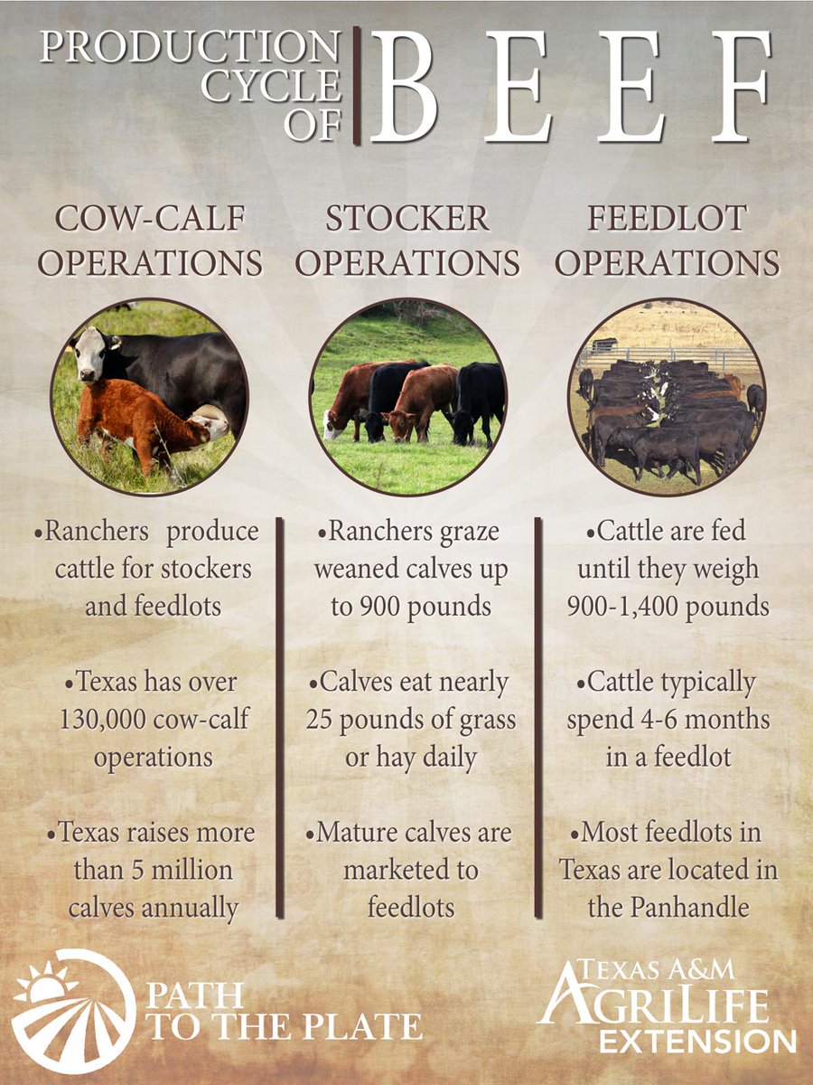 Did you know there are over 1 million beef cattle operations is the United States? These operations produce over 24 billion pounds of beef and generate about $80 billion. Texas is the top cattle producing state in the nation, with an inventory of over 11.8 million head.