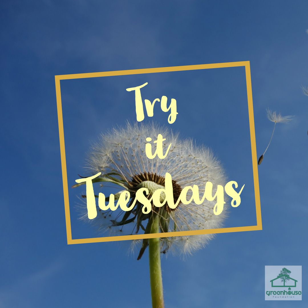 greenhousefound's tweet photo. #livinggreentips Use cloth instead of paper to clean your kitchen. Repurpose old towels and t-shirts and cut them into small cleaning cloths. #tryittuesdays #sustainableliving #greenliving #ecofriendly #zerowaste #plasticfree #green #gogreen https://t.co/9jLKpveu9v