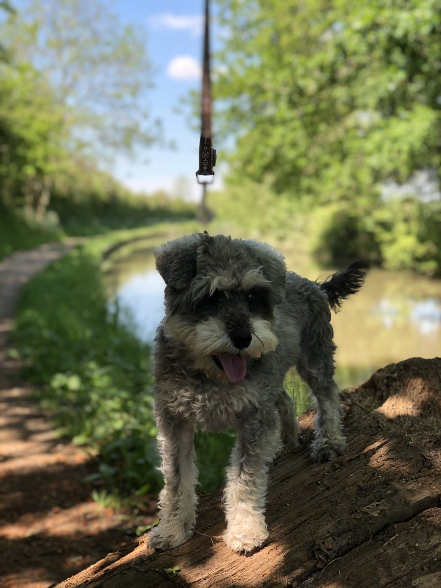 ashbyboats's tweet photo. We think that if a dog could choose its dream holiday this would be it!

#AshbyBoats #AshbyCanal #Boat #BoatHire #Luxury #Holidays #DayTrip #Narrowboat #Canal #Barge #Waterways @ Ashby Boat Company https://t.co/48ZhBCbnHz… https://t.co/dEDHDziCph