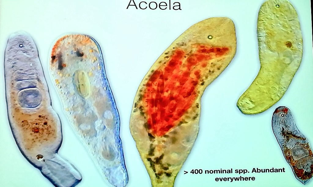 bcpdiaro's tweet photo. Thank Ulf for todays talk, we have learnt a lot! #Acaelomorpha #acoela #nemertodermatida @ASSEMBLE_Plus @EMBRC_EU @upvehu @ztf_fct Hope your research @pie_upvehu helps you to understand this amazing animals! https://t.co/41IR3gWi2y