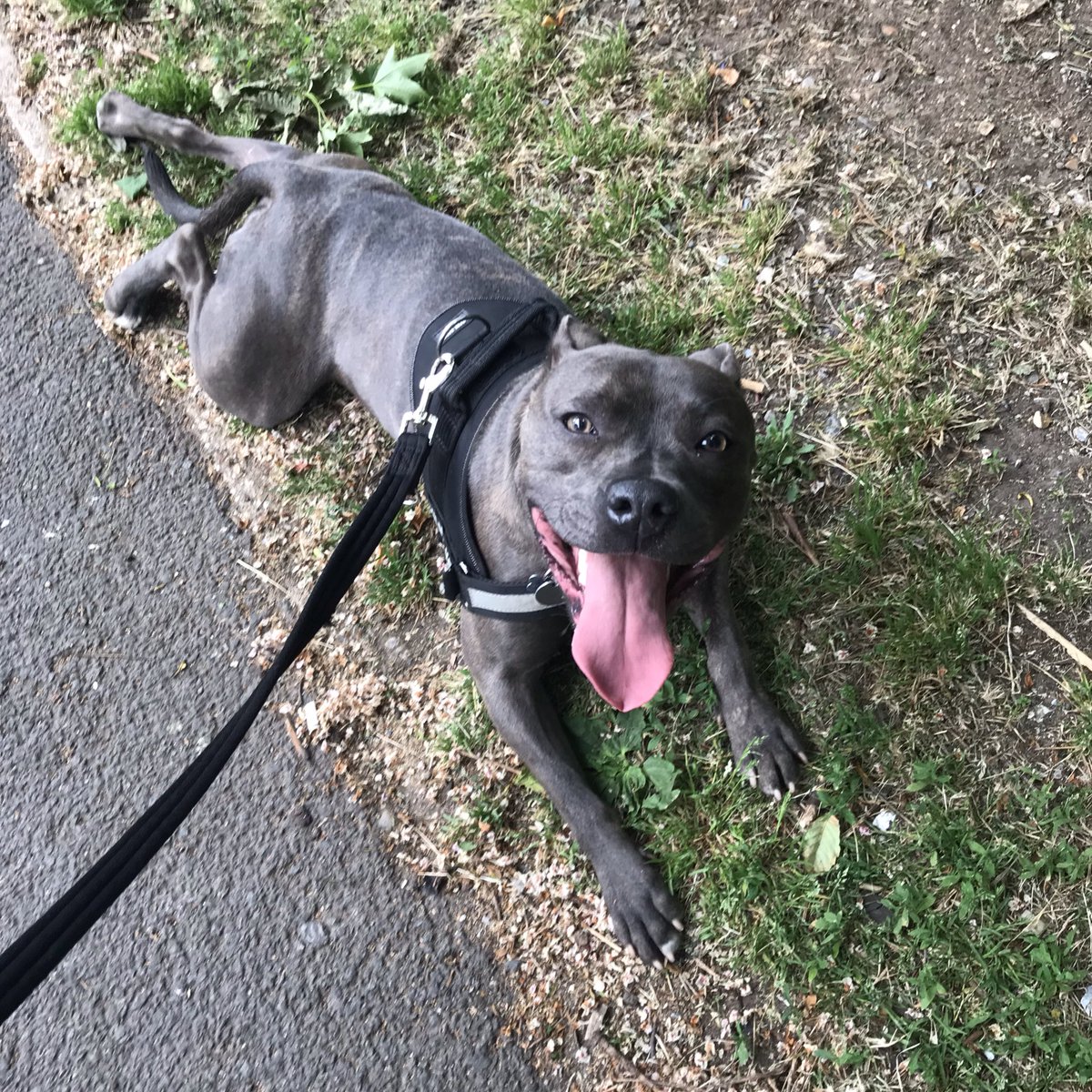 After being yelled at in the park again for owning a vicious breed, I have started an account dedicated to changing this ill informed opinion and ending the stigma around Staffordshire Bull Terriers.
Please share 🐾 @thefriendlysta1