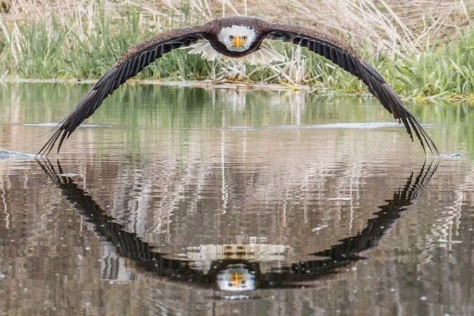 digitaleaglesau's tweet photo. This amazing shot by photographer @stevebiro went viral this week thanks to the power of social media, and it definitely caught our talent recruiter's attention.  

#brucethebaldeagle #DigitalEagles https://t.co/KxjwLYaila https://t.co/EhyAjQbay4