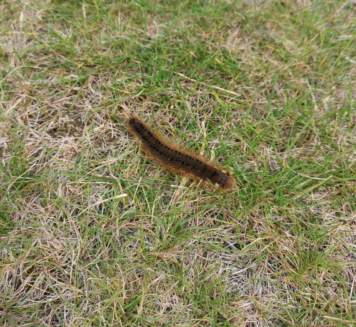 RolandHogg's tweet photo. Any ideas what sort of caterpillar/millipede this is? #cornishwildlife https://t.co/lOJ2k88mRY