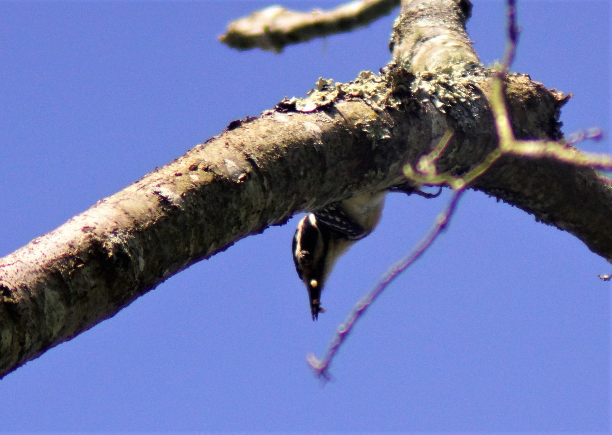 bri2367's tweet photo. hairy wp with a beak full of wood worms - fy (feeding young) flying with dwp, nf observed
Pachaug Forest @PachaugFriends #ctbirdatlas @YawgoogTrails #savePachaugForest https://t.co/UuCqoKYZp3