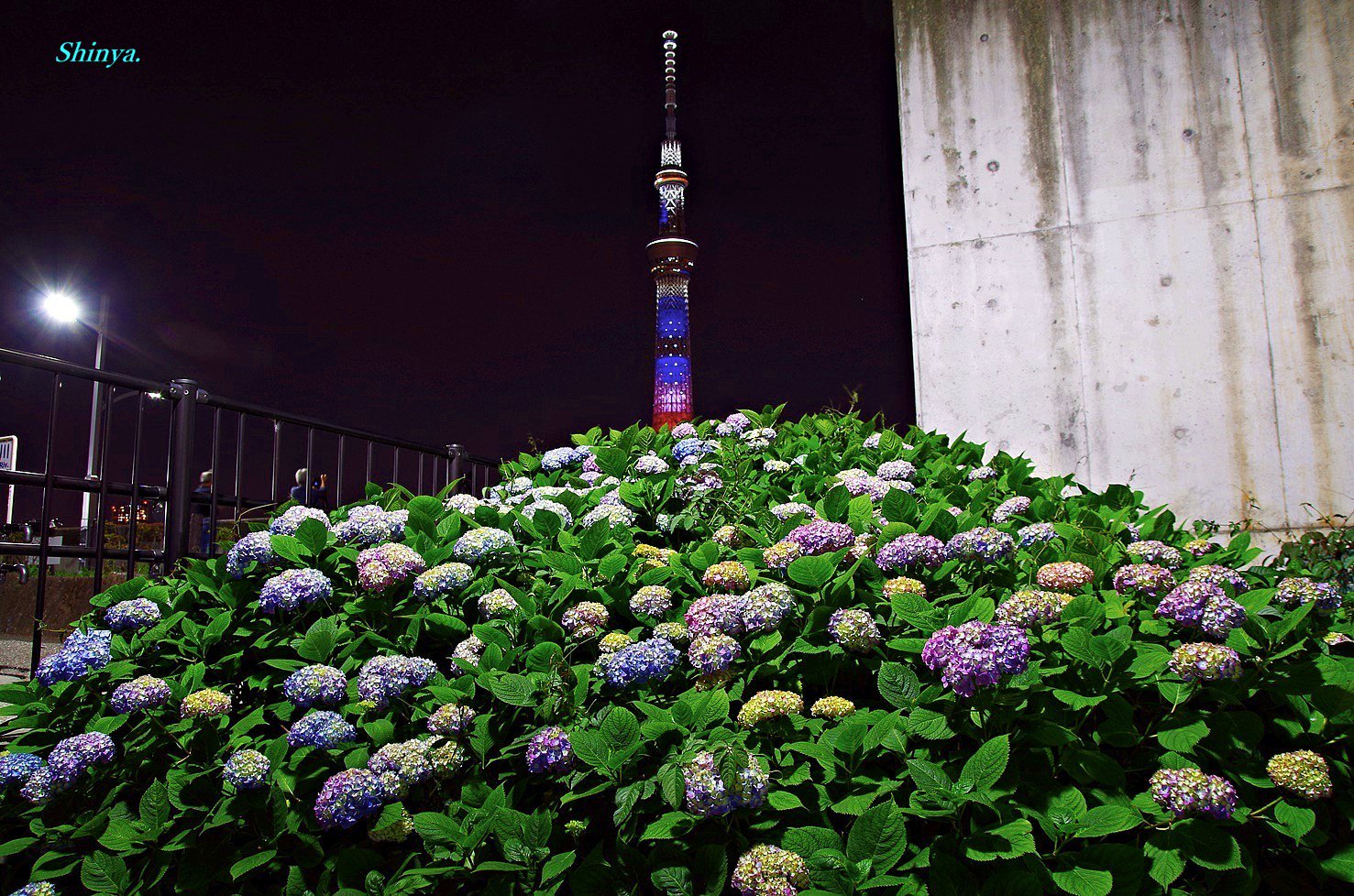 Shinya 浅草 空 Twitterissa 隅田公園 紫陽花 Flower 紫陽花ロード 東京スカイツリー ライトアップ アメリカ国旗 アメリカ合衆国の国旗をイメージした特別ライティング 浅草 スカイツリー トランプ大統領 紫陽花 アジサイ あじさい 隅田公園 スカイツリー