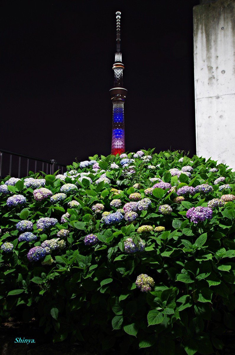 Shinya 浅草 空 Twitterissa 隅田公園 紫陽花 Flower 紫陽花ロード 東京スカイツリー ライトアップ アメリカ国旗 アメリカ合衆国の国旗をイメージした特別ライティング 浅草 スカイツリー トランプ大統領 紫陽花 アジサイ あじさい 隅田公園 スカイツリー