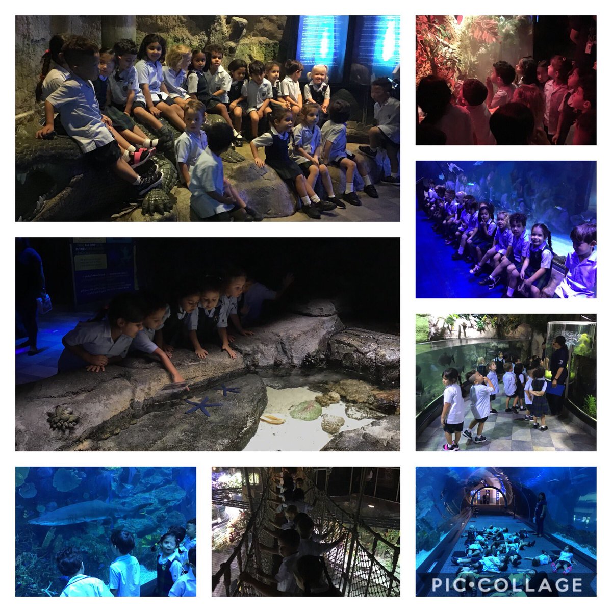 PreK’s trip to the Dubai Mall Aquarium to learn about the importance of keeping our planet and sea life clean 🐠🦀🦑🐊🐡 #diablearners #diabinquirers #diabreflective #babysharks #cleanoceans