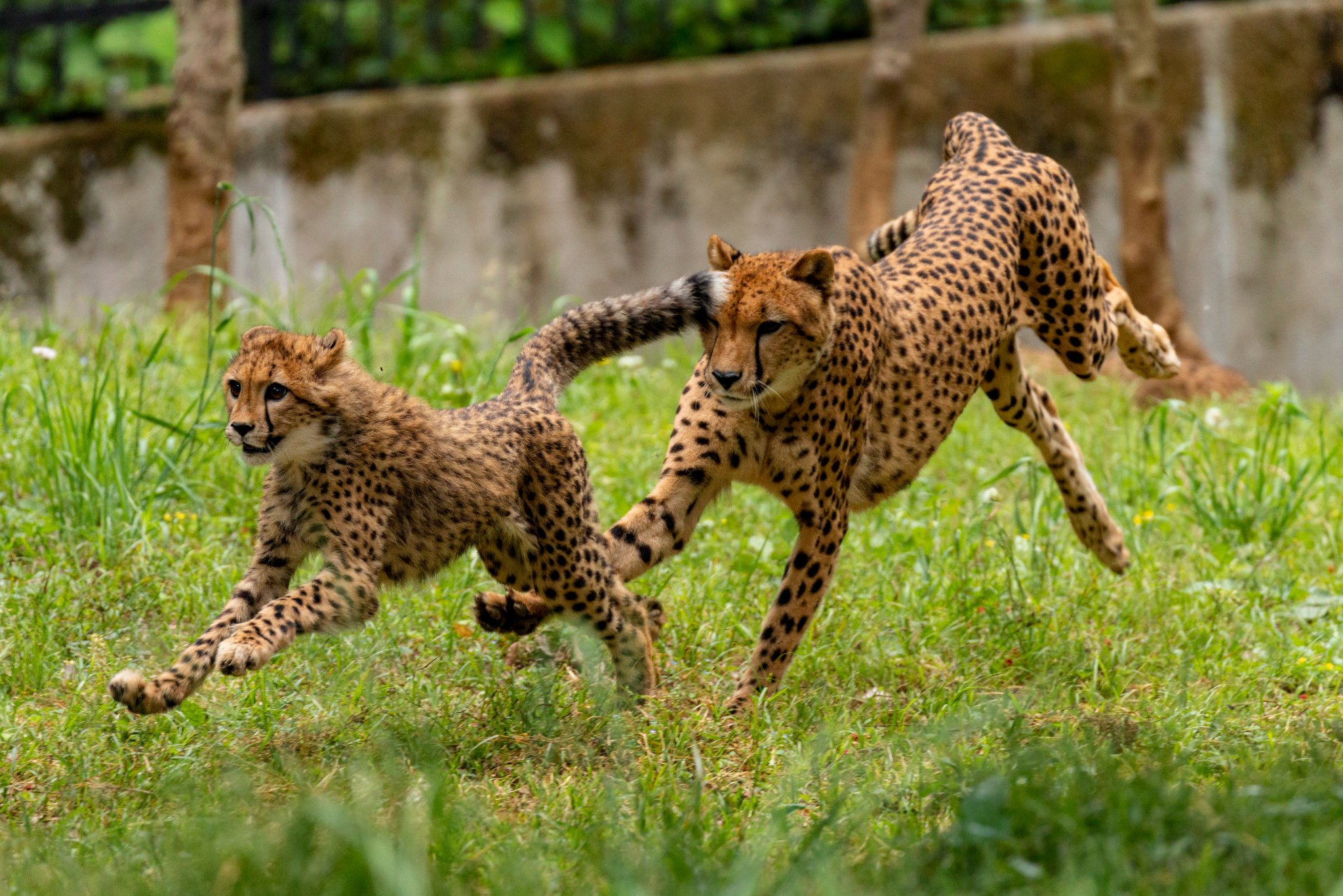 Nambe Pa Twitter 躍動感たっぷりのしっぽ 多摩動物公園 チーター