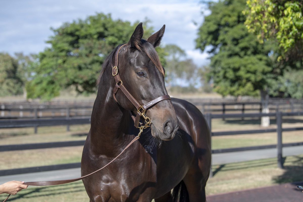 JoeHeather1's tweet photo. Thrilled to sell a lovely mare to a great supporter and judge in @shbloodstock. Thanks to  @tonygollan and his clients for trusting our @TelemonThoroug1 team with the job. She was a quality filly, sold for $300k and going into great hands. https://t.co/jHULB9xdzi