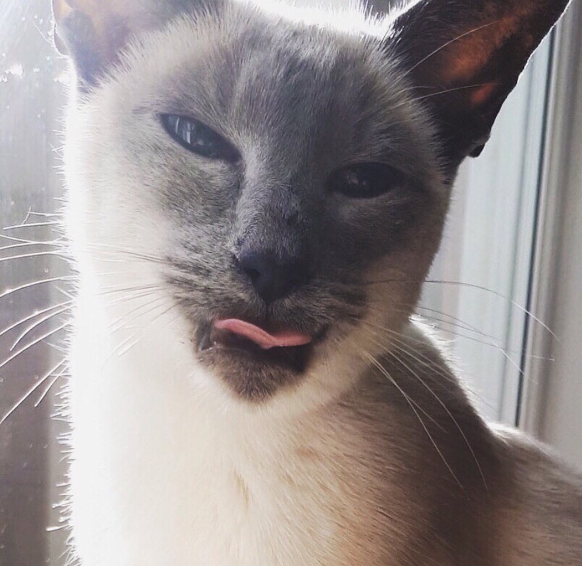 blossomsbeadbox's tweet photo. HAPPY TONGUE OUT TUESDAY FURRIENDS!
#tongueouttuesday #catsoftwitter #cats #twittercats #kitty #kittens #kitties #catphoto #cutecats #jewellery #jewelry #beadbox #beads #beadedbracelets #bracelets #bead #accessories #tongueout #animaljewelry #pets #happytongueouttuesday #cat https://t.co/LE2zOplexd