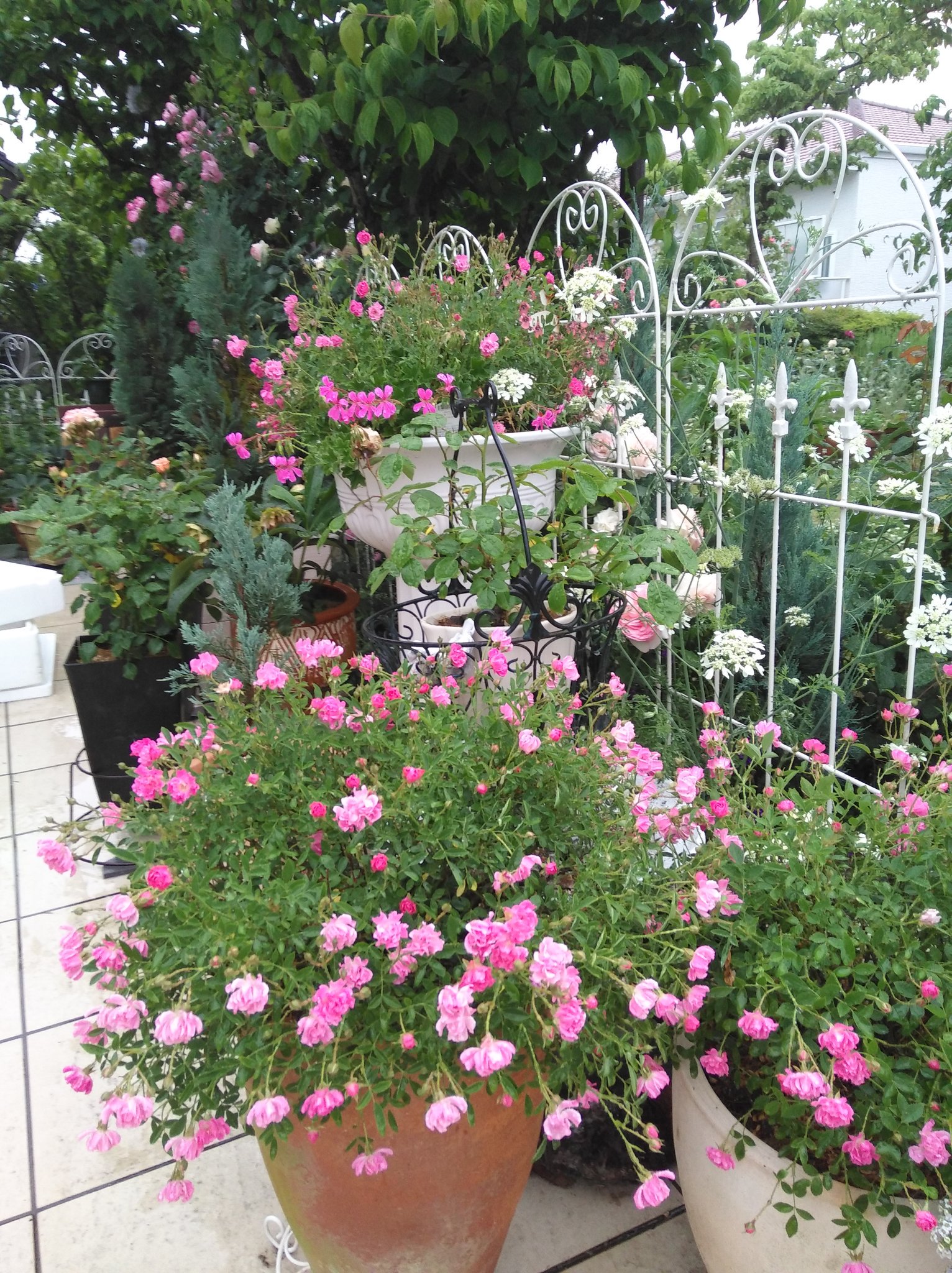 ゆず れおんとお庭 なぜだか 玄関脇の ポールズヒマラヤンムスク と同じ時に植えたのに 庭のはまだこんなに小さい 玄関脇みたいに大きくなり過ぎてもちょっと怖いけど ミニバラの ほほえみ 開花 これも挿し木がつきやすく 増えていってる いま