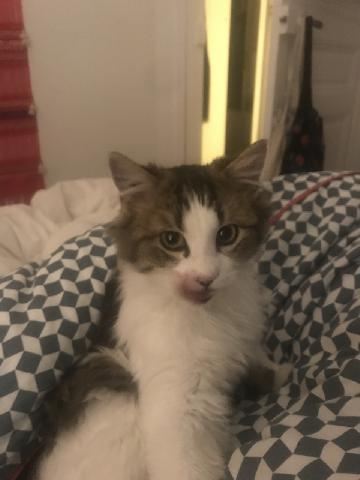 Alerte Animaux Perdu On Twitter Perdu Chat Blanc Gris