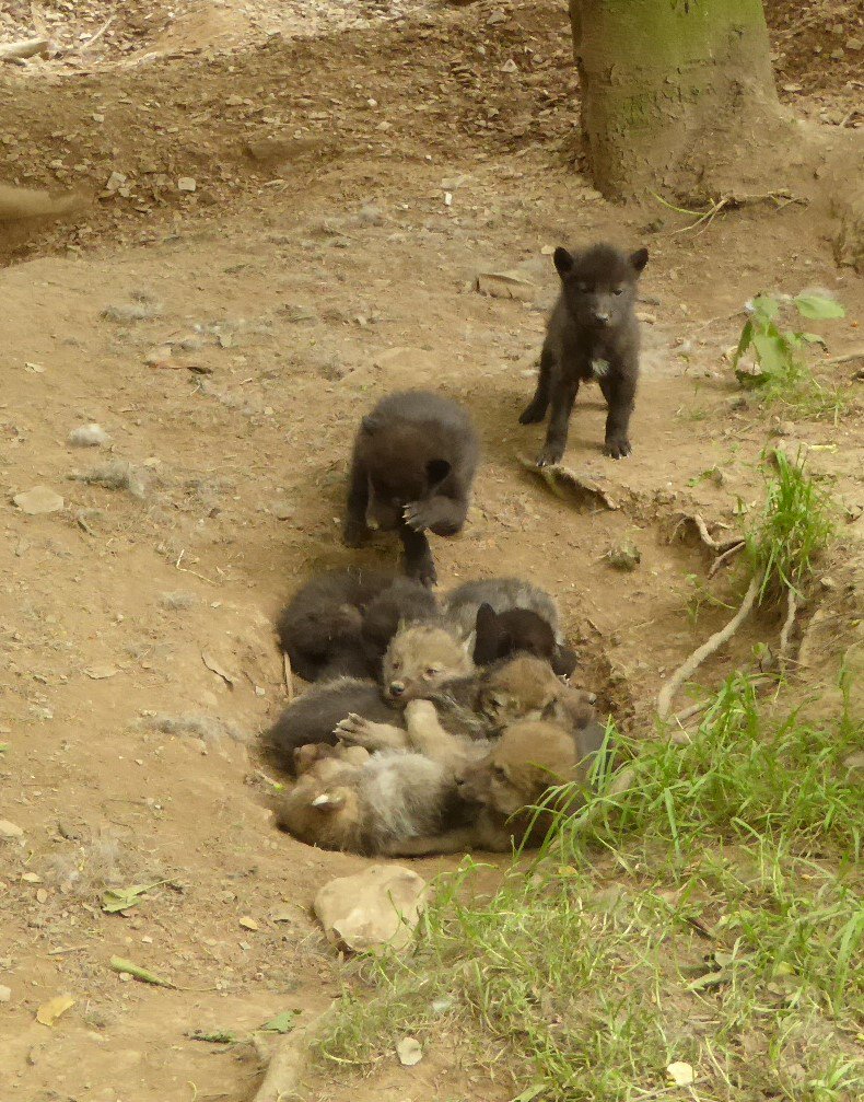 wilddinopark's tweet photo. ANNOUNCEMENT: We are pleased to announce our Canadian Wolves have had  some pups!! The have just opened their eyes and are now becoming very active as they start to explore. Come and see them here at the park  during this half term. https://t.co/5Y0BGPMFos