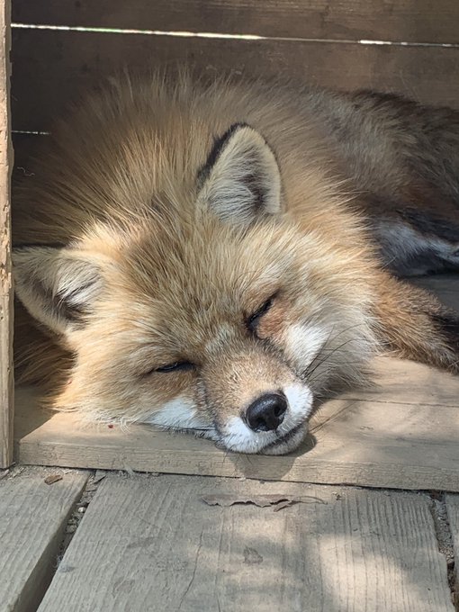 可愛いキツネちゃんのtwitterイラスト検索結果 古い順