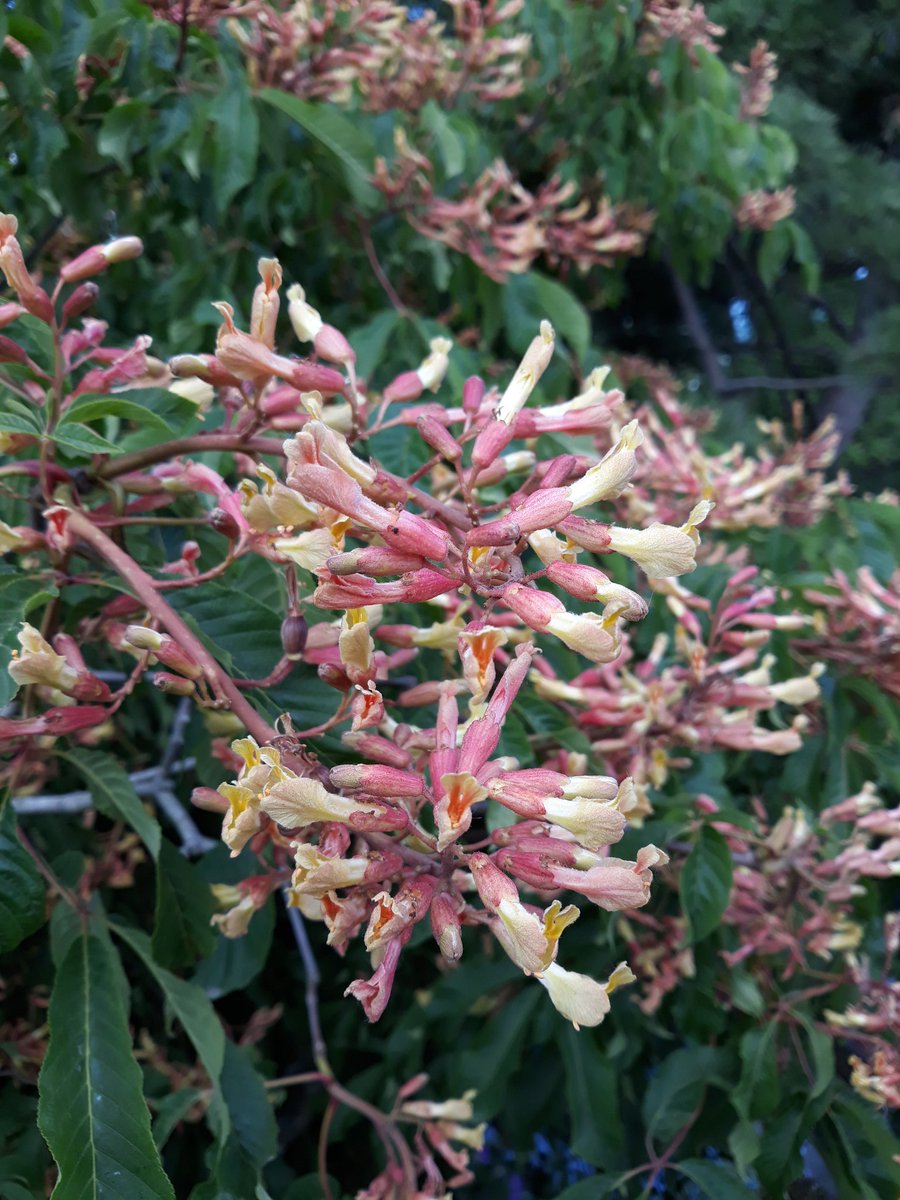 WoodyRhs's tweet photo. This very pretty Aesculus was in the @MorganStanley garden designed by @chrisbeardshaw at #RHSChelseaFlowerShow last week  labelled A. pavia, but it's A. × mutabilis, with some uncertainty as to whether it's 'Induta' or 'Penduliflora', but probably the latter. https://t.co/Bn0bLs8JaK