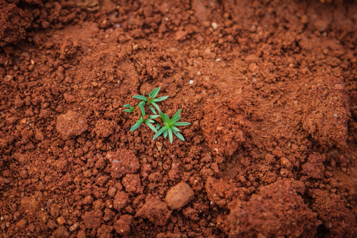 FarmMechanics's tweet photo. Good plants starts with good soil       #garden #urbangardening #homegarden #organicgardening #plant #LVGI #SHHI #vegetablegarden #permaculture #organicfood #organics #greenhouse #greenthumb #indoorgardening #homegrown #Repost #autocultivo #followback #farming #instafarming https://t.co/c3xq1VJc7P